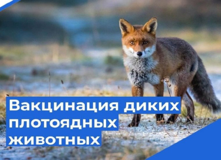 Вакцинация диких животных